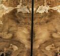 Petrified Wood Bookends - McDermitt, Oregon #141089-2